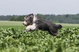 BEARDED COLLIE 038